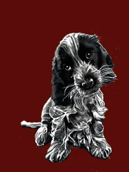 Rosie the Cocker Spaniel on Red Oxide, 2020