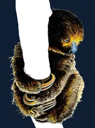 Talita The Sloth