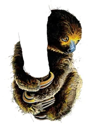 Talita The Sloth