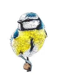 The Blue Tit on White