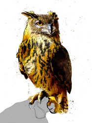The Eagle Owl on White
