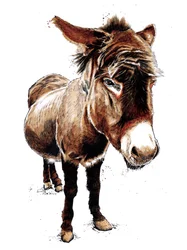 The Little Donkey on White
