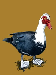 The Muscovy Duck on Golden Yellow, 2020