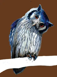 The Northern White-faced Owl on Burnt Orange