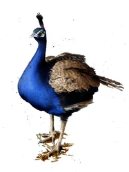 The Peacock