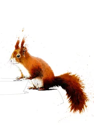 The Red Squirrel
