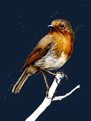 The Robin