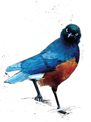 The Superb Starling on White, 2020