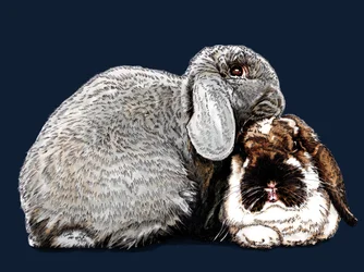 Thinking of Bunnies on Midnight Blue, 2020