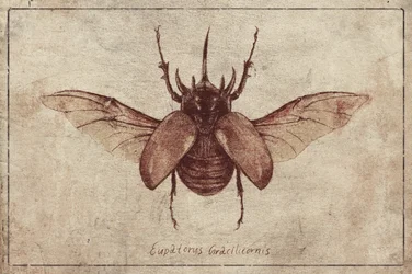 Eupatorus Gracilicornis Copy