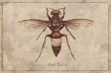 Illustration of a Vespa Tropica
