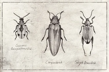Insect Symphony