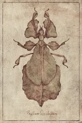 Phyllium Siccifolium Copy