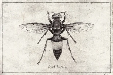 Wasp Sketch Study