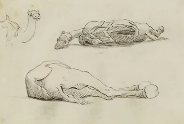 Camel Studies