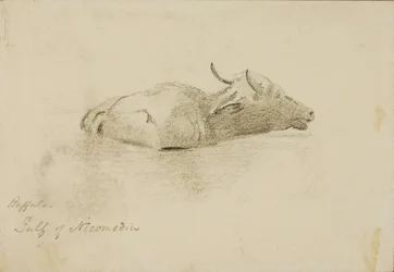 Buffalo, Gulf of Nicomedia