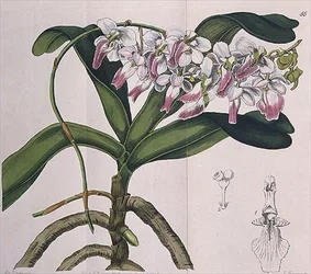 Aerides Crispum (orchid)