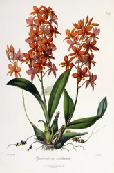 Epidendrum Vitellinum