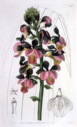 Orchis Lissochilus Roseus, Published by I. Ridgway