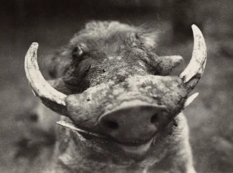 Building an Empire in the Fascist age: head of a wild boar