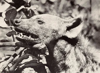 Building an Empire in the Fascist age: Head of hyena, 09/05/1936