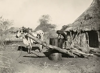 Building an Empire in the Fascist age: indigenous oil-maker