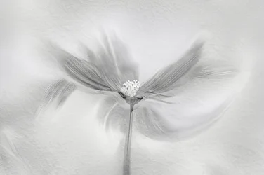 Ethereal Bloom Motion