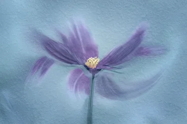 Ethereal Purple Bloom