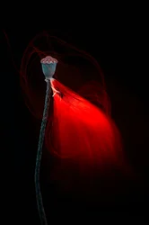 Glowing Poppy Pod