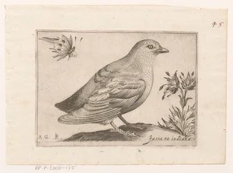 Bird (Passra Indiana) (Birds)