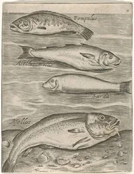 Study Sheet with Four Fish (Piscium vivae icones)
