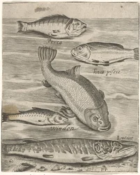 Study Sheet with Five Fish