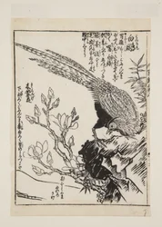 Pheasant and Magnolia