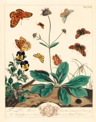 Greasy Fritillary, Euphydryas Aurinia, High Brown Fritillary, Fabriciana Adippe, Treble-bar Moth, Aplocera Plagiata, Speckled Yellow, Pseudopanthera Macularia, and Crimson and Gold Moth, Pyrausta Purpuralis, on Devil’s Bit Scabious, Succisa Pratensis, and