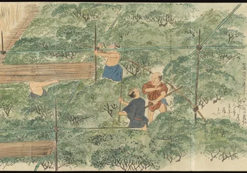 Illustrations of Uji Tea Production
