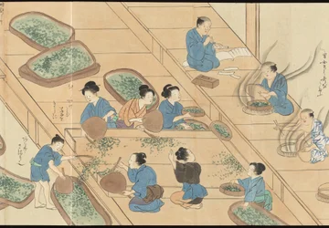 Illustrations of Uji Tea Production