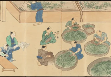 Illustrations of Uji Tea Production