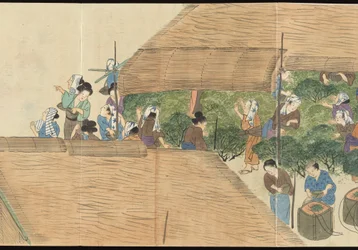 Illustrations of Uji Tea Production