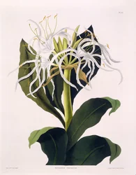Pancratium Speciosum