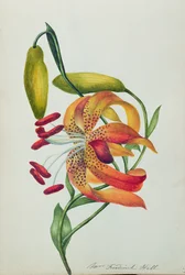Tiger Lily