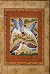 Birds. Miniature gouache from the Mughal school. 1590-1600. Paris, Guimet Museum, National Museum of Asian Arts