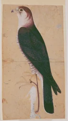 Falcon