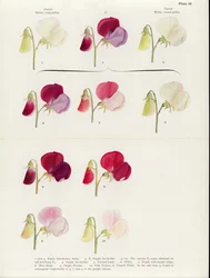 Reversion in Sweet Peas