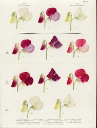 Spurious Allelomorphism in Sweet Peas