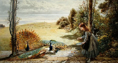 Peacocks