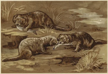 About Otters