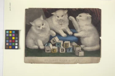 My Three White Kittens