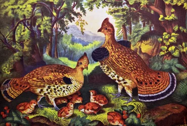 The Happy Family, Ruffed Grouse and Young