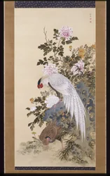 Peonies And Silver Pheasants