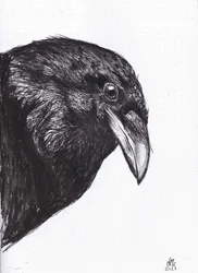Crow or Raven, 2020